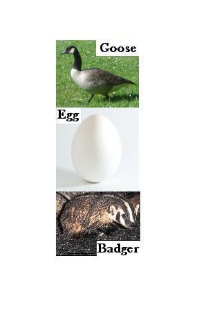 Cover art for Goose, Egg, Badger